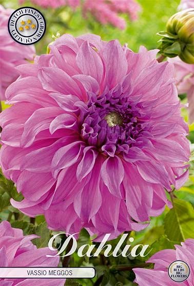 Dahlia Decorative Vassio Meggos - Svedberga Plantskola AB - Köp växter Online med hemleverans.