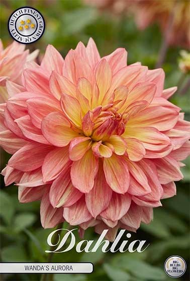 Dahlia Decorative Wanda's Aurora - Svedberga Plantskola AB - Köp växter Online med hemleverans.