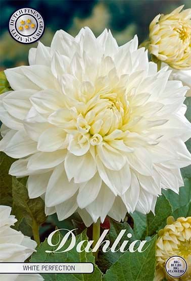 Dahlia Decorative White Perfection - Svedberga Plantskola AB - Köp växter Online med hemleverans.