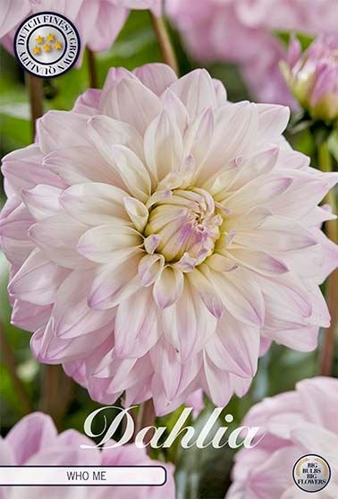 Dahlia Decorative Who Me - Svedberga Plantskola AB - Köp växter Online med hemleverans.