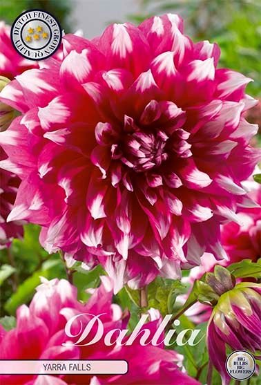 Dahlia Decorative Yarra Falls - Svedberga Plantskola AB - Köp växter Online med hemleverans.