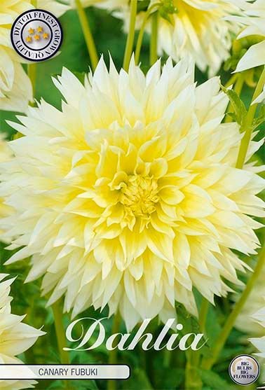 Dahlia Fubuki Canary - Svedberga Plantskola AB - Köp växter Online med hemleverans.
