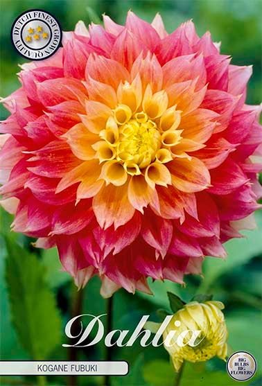 Dahlia Fubuki Kogane - Svedberga Plantskola AB - Köp växter Online med hemleverans.