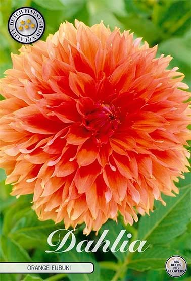 Dahlia Fubuki Orange - Svedberga Plantskola AB - Köp växter Online med hemleverans.