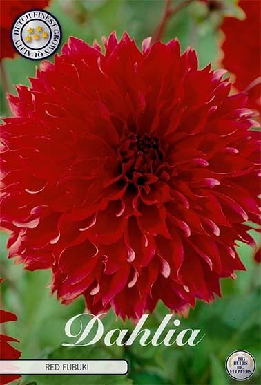 Dahlia Fubuki Red - Svedberga Plantskola AB - Köp växter Online med hemleverans.