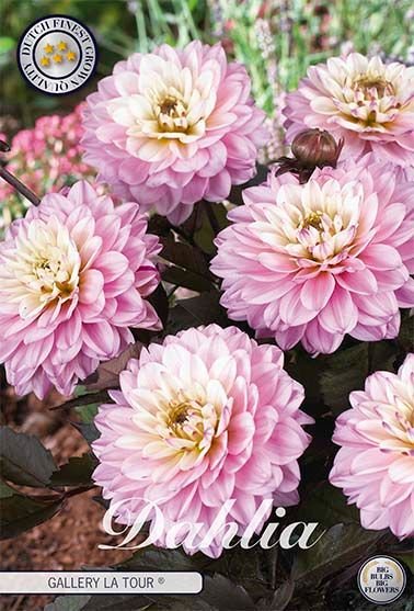 Dahlia Gallerie La Tour - Svedberga Plantskola AB - Köp växter Online med hemleverans.