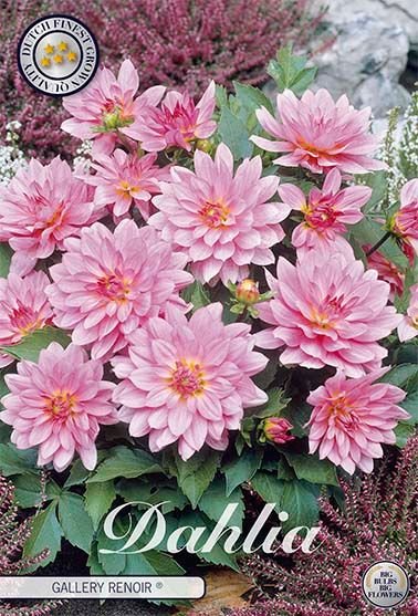 Dahlia Gallerie Renoir - Svedberga Plantskola AB - Köp växter Online med hemleverans.