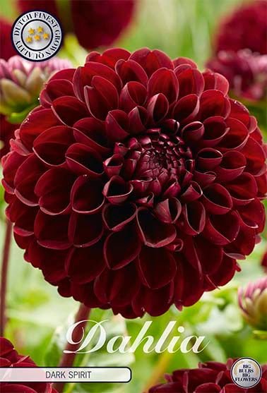 Dahlia Pompon Dark Spirit - Svedberga Plantskola AB - Köp växter Online med hemleverans.