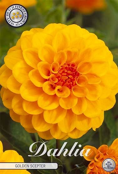Dahlia Pompon Deepest Yellow - Svedberga Plantskola AB - Köp växter Online med hemleverans.