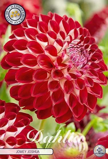 Dahlia Pompon Jowey Joshua - Svedberga Plantskola AB - Köp växter Online med hemleverans.