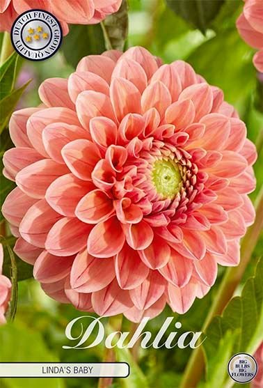 Dahlia Pompon Linda's Baby - Svedberga Plantskola AB - Köp växter Online med hemleverans.