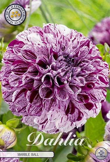 Dahlia Pompon Marble Ball - Svedberga Plantskola AB - Köp växter Online med hemleverans.