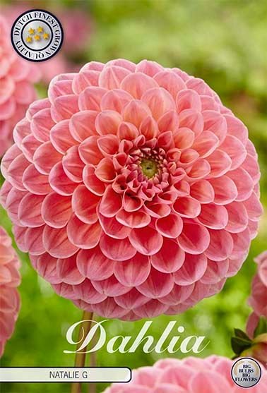 Dahlia Pompon Natalie G - Svedberga Plantskola AB - Köp växter Online med hemleverans.
