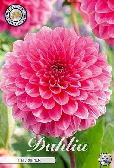 Dahlia Pompon Pink Runner - Svedberga Plantskola AB - Köp växter Online med hemleverans.