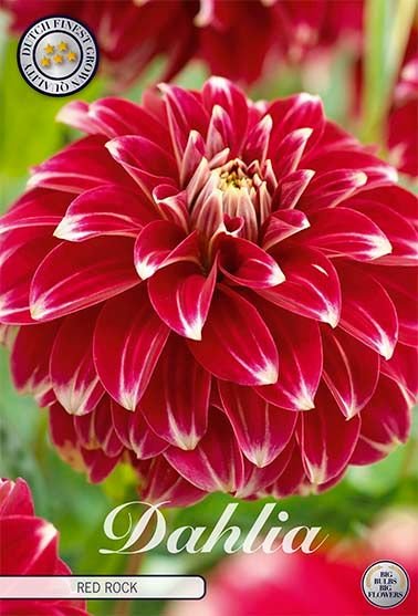 Dahlia Pompon Red Rock - Svedberga Plantskola AB - Köp växter Online med hemleverans.