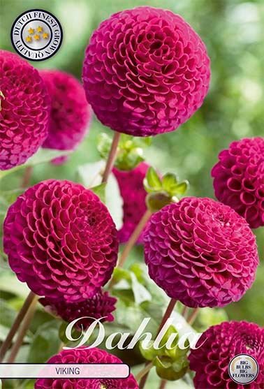 Dahlia Pompon Viking - Svedberga Plantskola AB - Köp växter Online med hemleverans.