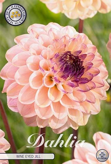 Dahlia Pompon Wine Eyed Jill - Svedberga Plantskola AB - Köp växter Online med hemleverans.