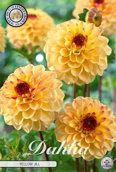 Dahlia Pompon Yellow Jill - Svedberga Plantskola AB - Köp växter Online med hemleverans.