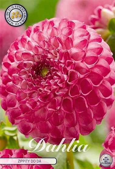 Dahlia Pompon Zippity Do Da (Nyhet) - Svedberga Plantskola AB - Köp växter Online med hemleverans.