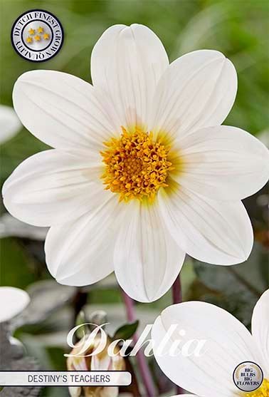 Dahlia Special Destiny's Teachers (Nyhet) - Svedberga Plantskola AB - Köp växter Online med hemleverans.