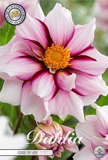 Dahlia Special Edge of Joy - Svedberga Plantskola AB - Köp växter Online med hemleverans.