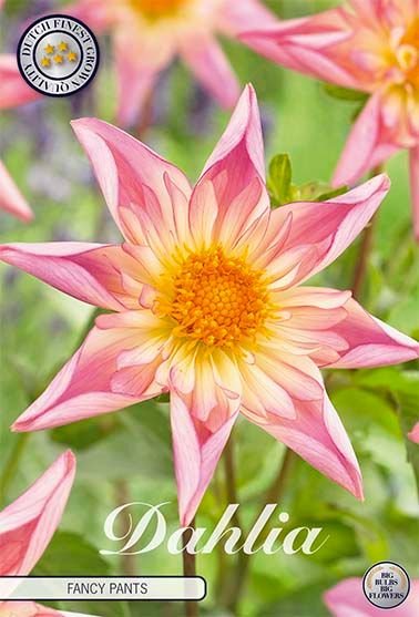 Dahlia Special Fancy Pants - Svedberga Plantskola AB - Köp växter Online med hemleverans.