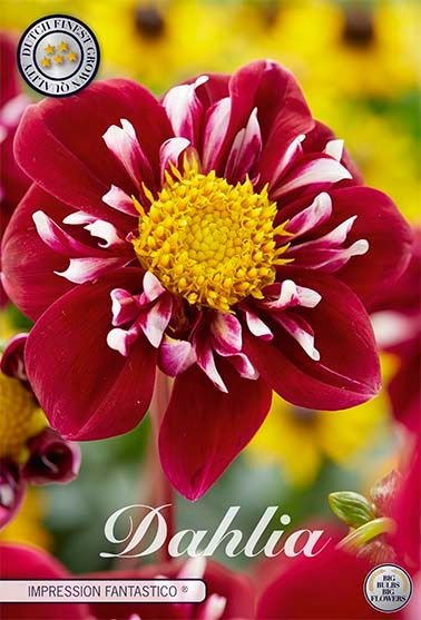 Dahlia Special Fantastico - Svedberga Plantskola AB - Köp växter Online med hemleverans.