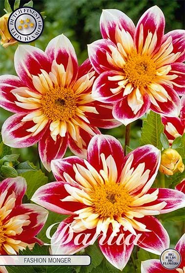 Dahlia Special Fashion Monger - Svedberga Plantskola AB - Köp växter Online med hemleverans.