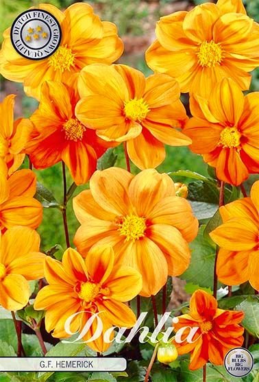 Dahlia Special G.F Hemerick - Svedberga Plantskola AB - Köp växter Online med hemleverans.