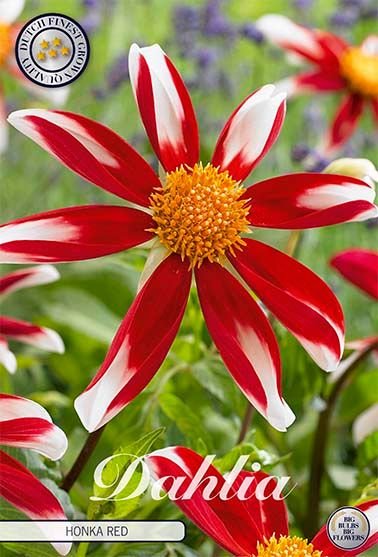 Dahlia Special Honka Red - Svedberga Plantskola AB - Köp växter Online med hemleverans.
