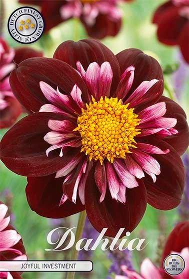 Dahlia Special Joyfull Investment - Svedberga Plantskola AB - Köp växter Online med hemleverans.