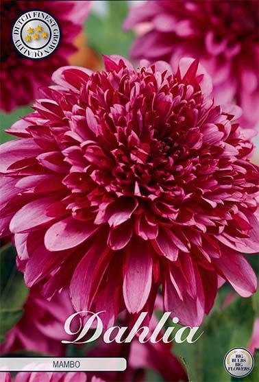 Dahlia Special Mambo - Svedberga Plantskola AB - Köp växter Online med hemleverans.