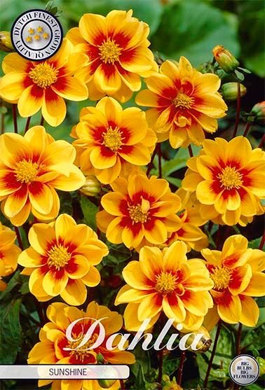Dahlia Special Mignon Sunshine - Svedberga Plantskola AB - Köp växter Online med hemleverans.
