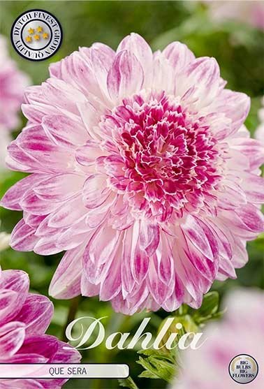 Dahlia Special Que Sera - Svedberga Plantskola AB - Köp växter Online med hemleverans.