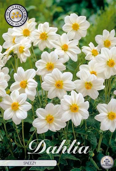 Dahlia Special Sneezy - Svedberga Plantskola AB - Köp växter Online med hemleverans.