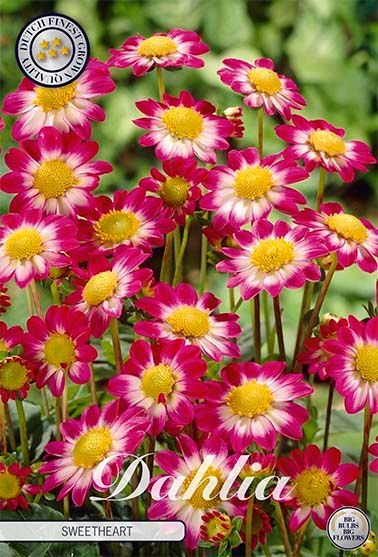 Dahlia Special Sweetheart - Svedberga Plantskola AB - Köp växter Online med hemleverans.