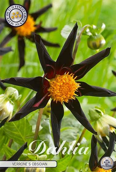 Dahlia Special Verrone's Obsidian - Svedberga Plantskola AB - Köp växter Online med hemleverans.