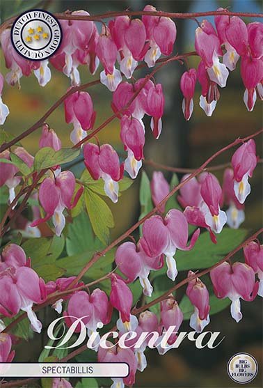 Dicentra Spectabilis 1-pack - Svedberga Plantskola AB - Köp växter Online med hemleverans.