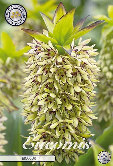 Eucomis Bicolor 1 -pack - Svedberga Plantskola AB - Köp växter Online med hemleverans.