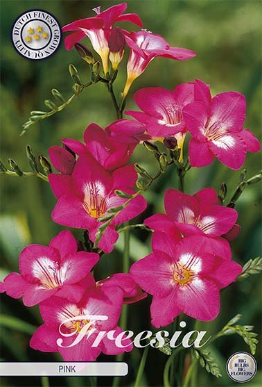 Freesia Single Pink 15 -pack - Svedberga Plantskola AB - Köp växter Online med hemleverans.