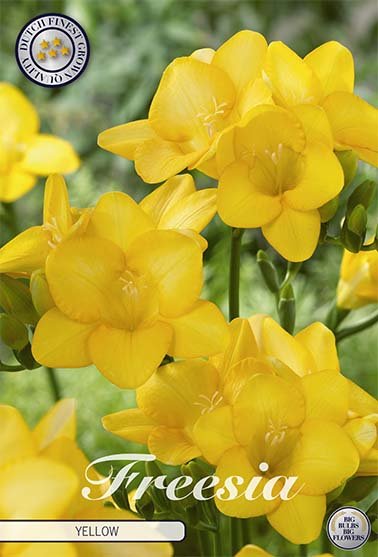 Freesia Single Yellow 15 -pack - Svedberga Plantskola AB - Köp växter Online med hemleverans.