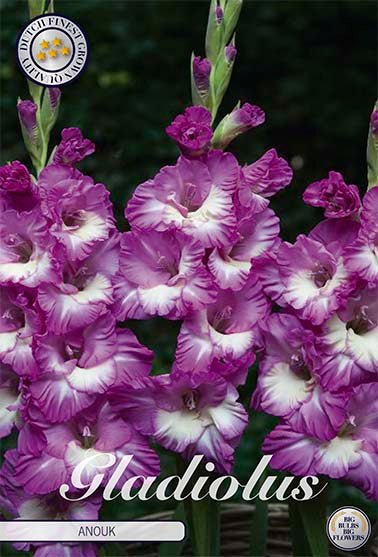 Gladiolus Anouk 10-pack - Svedberga Plantskola AB - Köp växter Online med hemleverans.