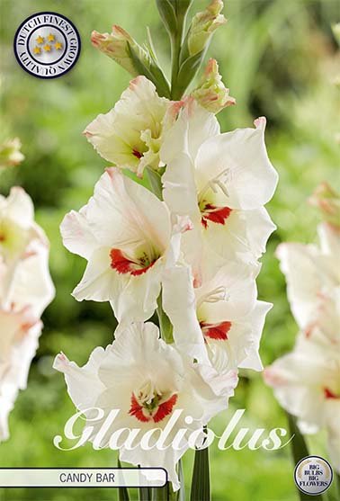 Gladiolus Candy Bar 10-pack - Svedberga Plantskola AB - Köp växter Online med hemleverans.