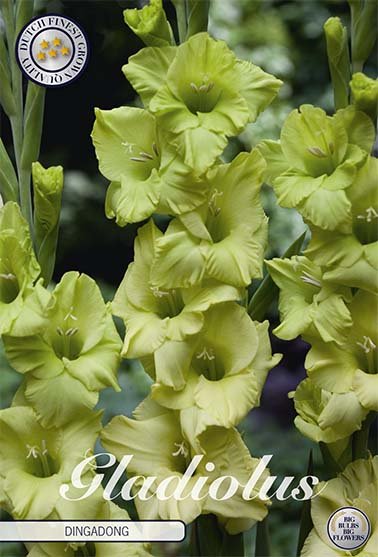 Gladiolus Dingadong 10-pack - Svedberga Plantskola AB - Köp växter Online med hemleverans.