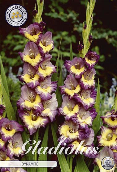 Gladiolus Dynamite 10-pack - Svedberga Plantskola AB - Köp växter Online med hemleverans.