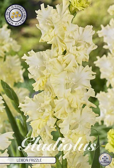 Gladiolus Lemon Frizzle 10-pack - Svedberga Plantskola AB - Köp växter Online med hemleverans.