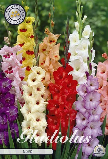 Gladiolus Mixed 10-pack - Svedberga Plantskola AB - Köp växter Online med hemleverans.