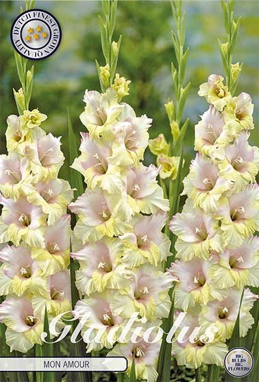 Gladiolus Mon Amour 10-pack - Svedberga Plantskola AB - Köp växter Online med hemleverans.