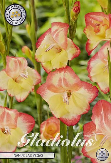 Gladiolus Nanus Las Vegas 10-pack - Svedberga Plantskola AB - Köp växter Online med hemleverans.