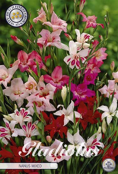 Gladiolus Nanus Mixed 10-pack - Svedberga Plantskola AB - Köp växter Online med hemleverans.